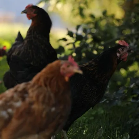 Wiesenhof - & Weitblick Ueber - Ladestation Fuer Elektroautos * 因斯布鲁克