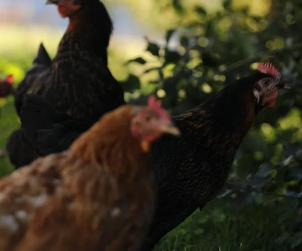 Wiesenhof - & Weitblick Ueber - Ladestation Fuer Elektroautos * Innsbruck