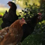 Wiesenhof - & Weitblick Ueber - Ladestation Fuer Elektroautos * Innsbruck